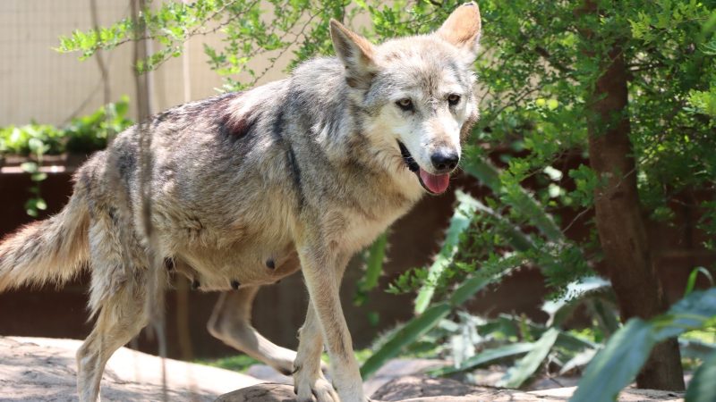 Trasladan a Garita, una loba con la mejor genética, a la Ciudad de México