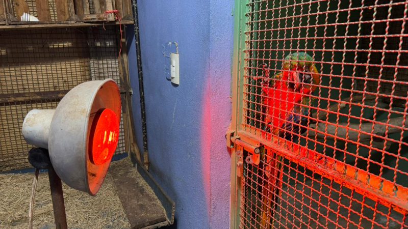 Aplica Comisión de Parques protocolos en fauna ante bajas temperaturas