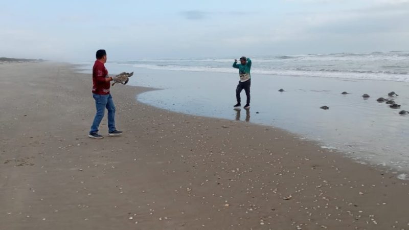 Regresa Comisión de Parques 62 tortugas verdes rescatadas al mar