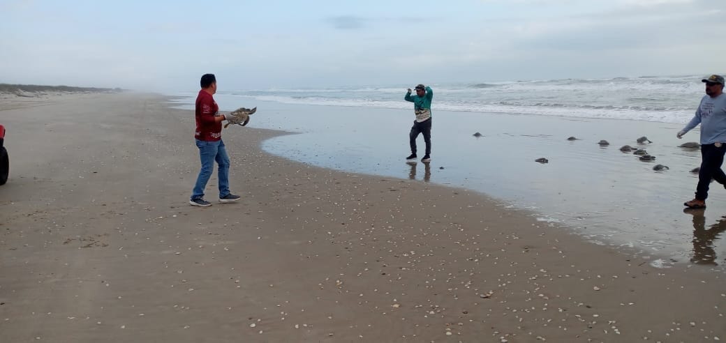 Regresa Comisión de Parques 62 tortugas verdes rescatadas al mar
