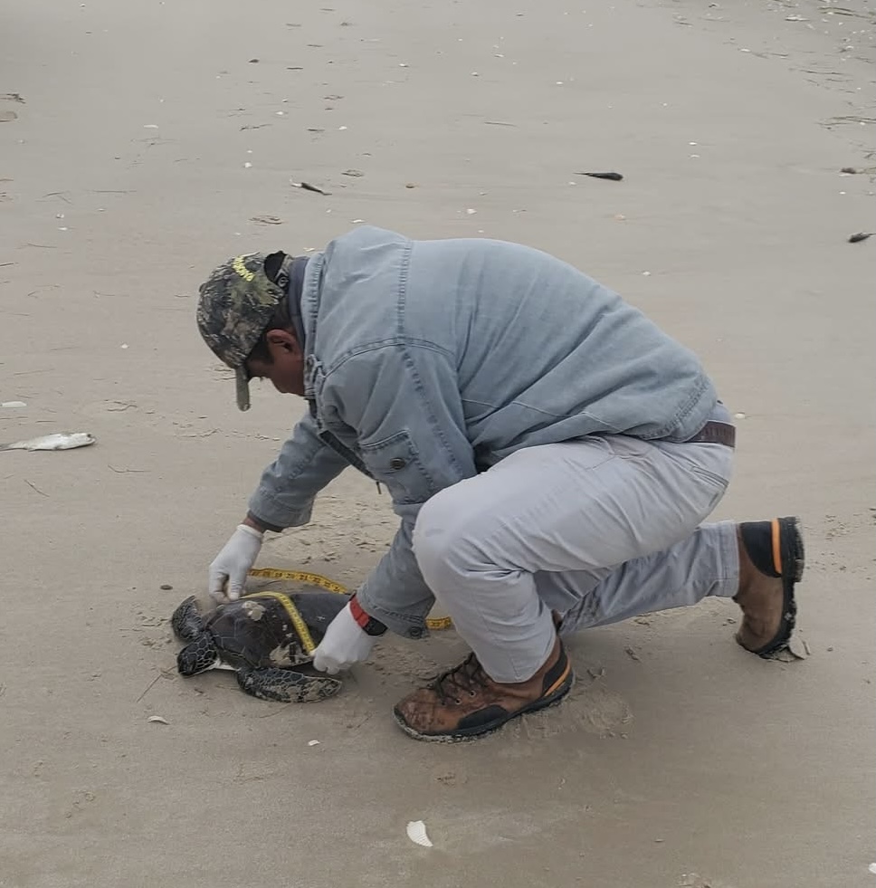Rescata Comisión de Parques 40 tortugas verdes en playas