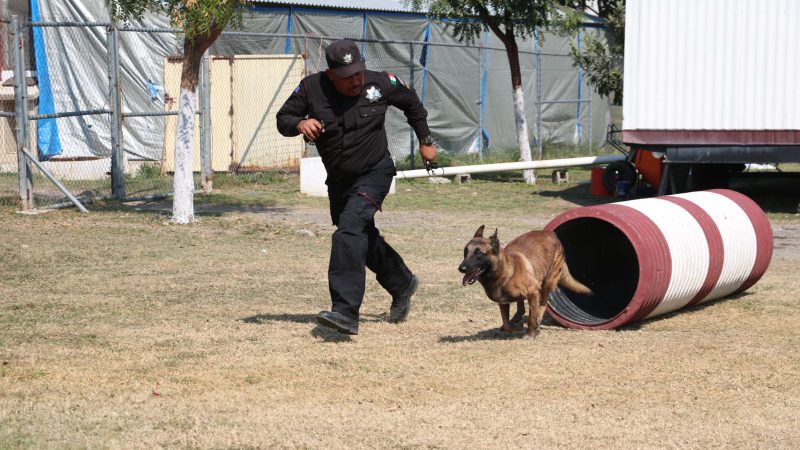 De compañeros a familia: policía de la Guardia Estatal adopta a canino retirado