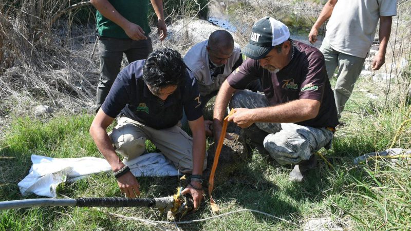 Rescata Comisión de Parques cocodrilo en ejido El Olmo