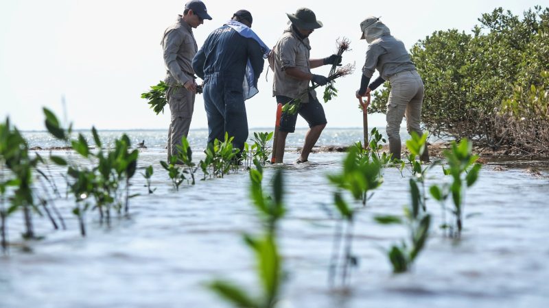 Transforma SEDUMA costas de Tamaulipas; avanza reforestación de mangle