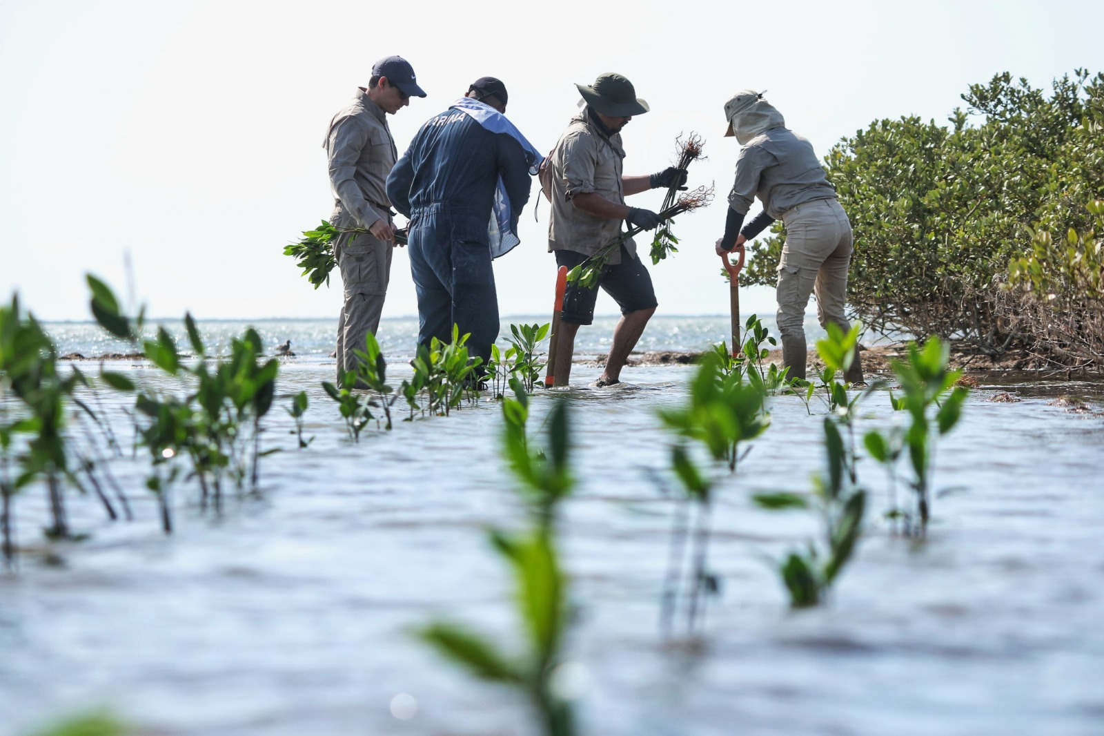 Transforma SEDUMA costas de Tamaulipas; avanza reforestación de mangle