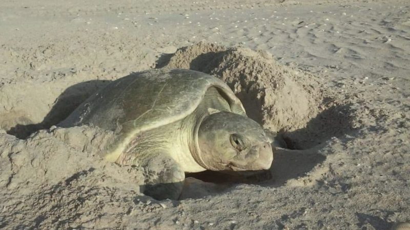 Exhorta SEDUMA a cuidar la tortuga lora durante vacaciones