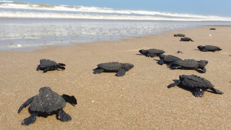 Protege Comisión de Parques y Biodiversidad más de 30 mil huevos de tortuga lora