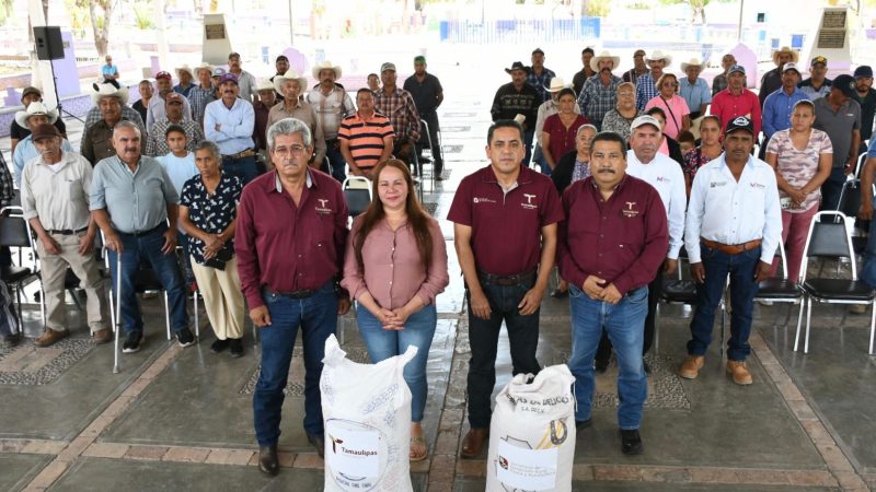 Fortalece Gobierno de Tamaulipas desarrollo agrícola en el altiplano con entrega de semilla de avena