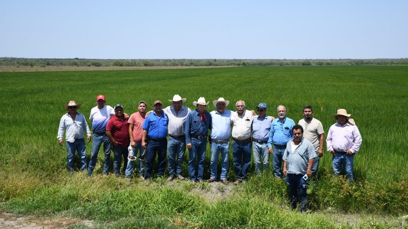 Supervisa secretario de Desarrollo Rural siembra de arroz