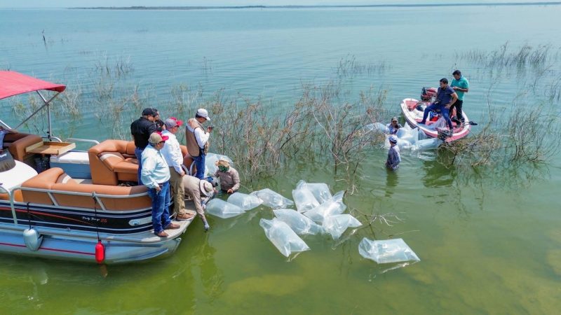 Siembran lobinas en la presa Vicente Guerrero para impulsar la pesca deportiva